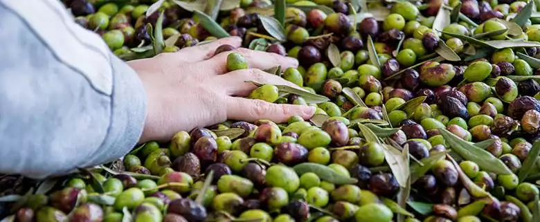 Köp olivolja från skörden av Coratina-oliver