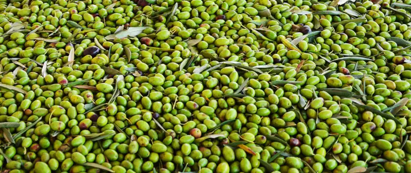 Köp BIO-olivolja från Coratina-oliver, en olivolja med hög polyfenolhalt.