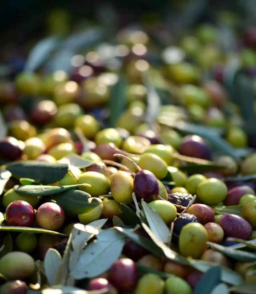 Den polyfenolrika Coratina-oljan spelar huvudrollen i vår olivolja.