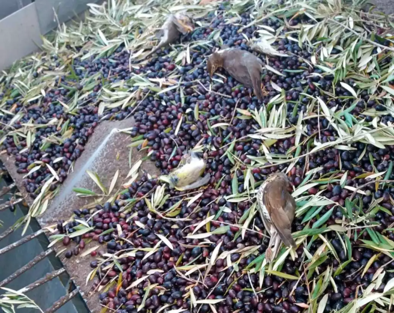 vogelmassaker bei olivenernte, massenhafter vogelmord bei ernte, stimmt das